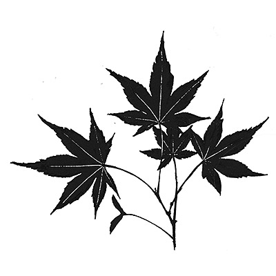 maple_leaf maple_leaf