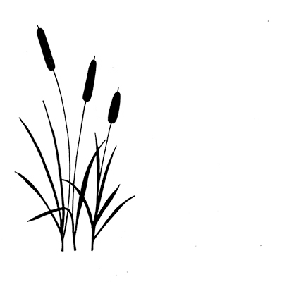 bullrushes