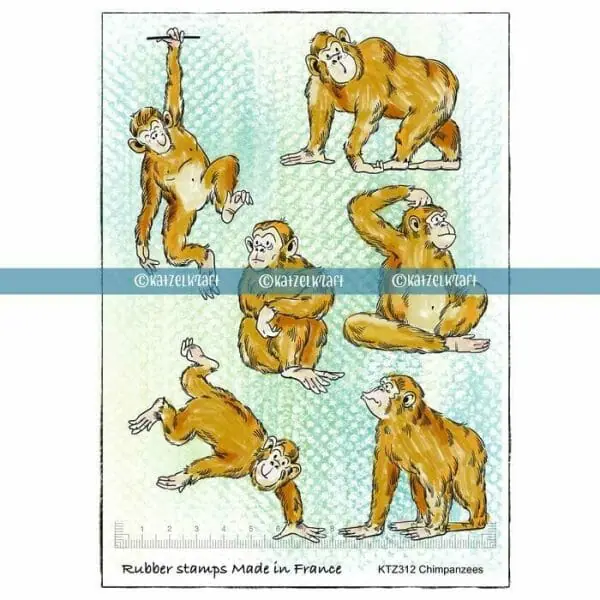 Katzelkraft - Chimpanzees - A5 Katzelkraft - Chimpanzees - A5