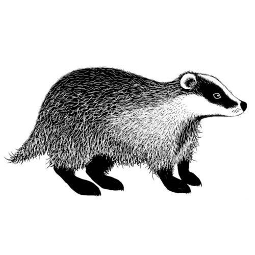 badger-500x500 badger-500x500