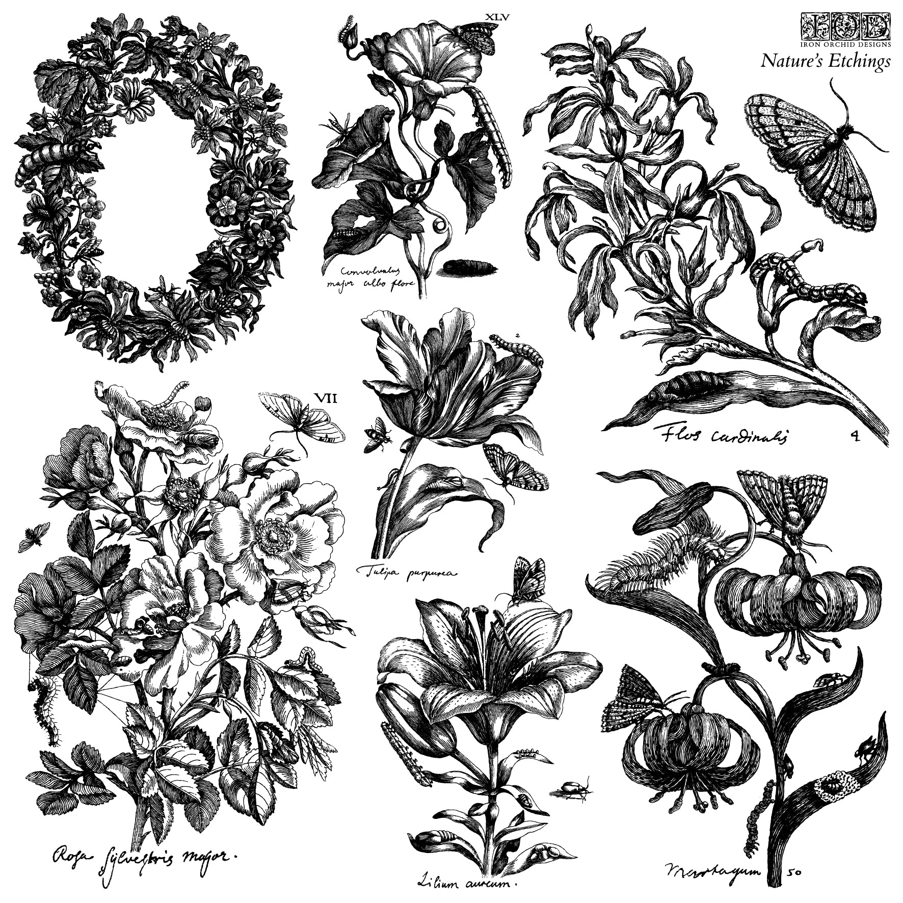 IOD - Iron Orchid Designs - Stempel - Nature's Etchings 12x12 2tlg