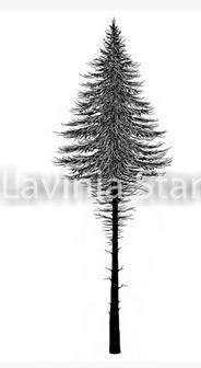 fairyfirtree2 fairyfirtree2