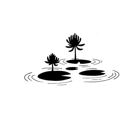 lilly-pads-web